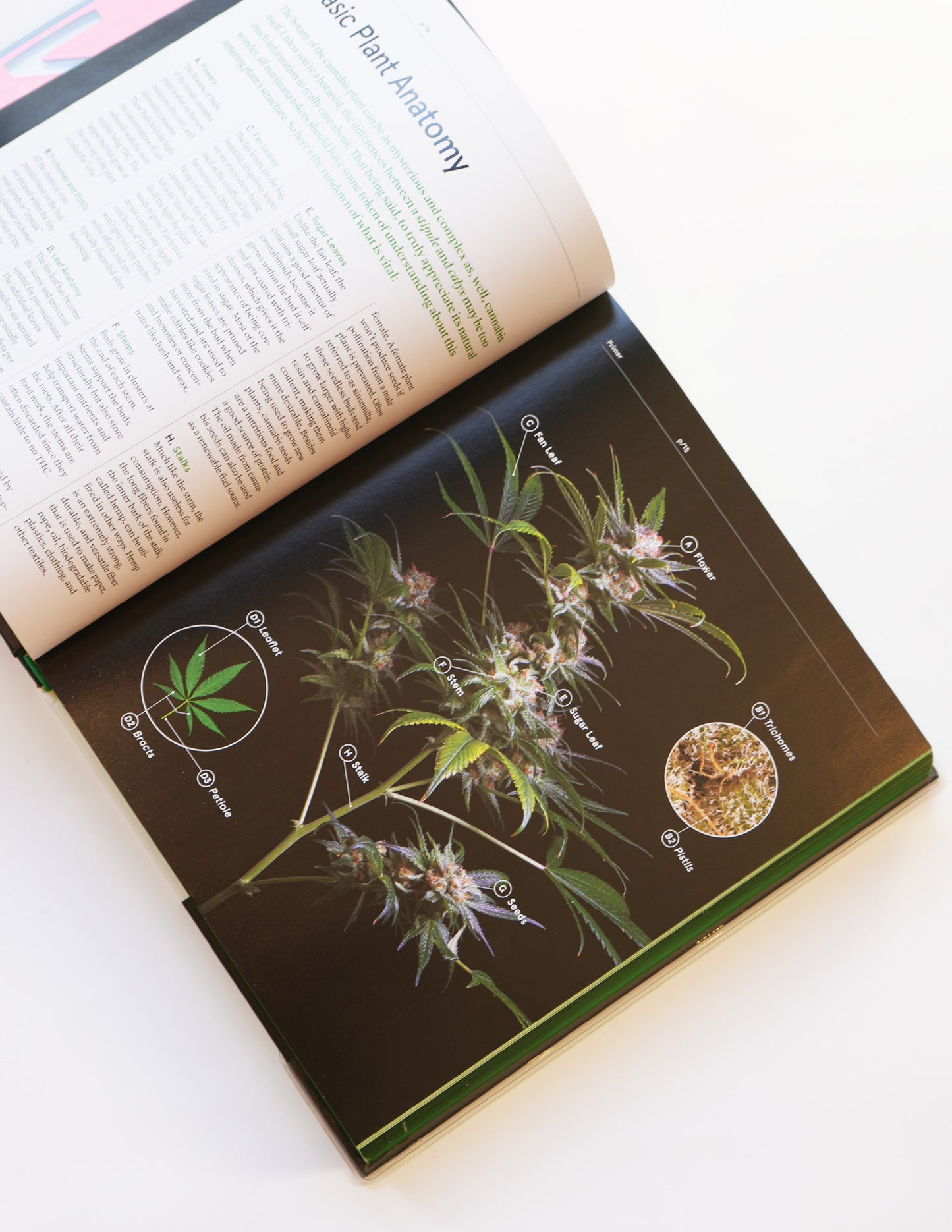 Green: A Field Guide to Marijuana